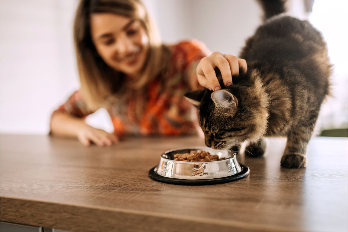 Best Diet for a Healthy Cat