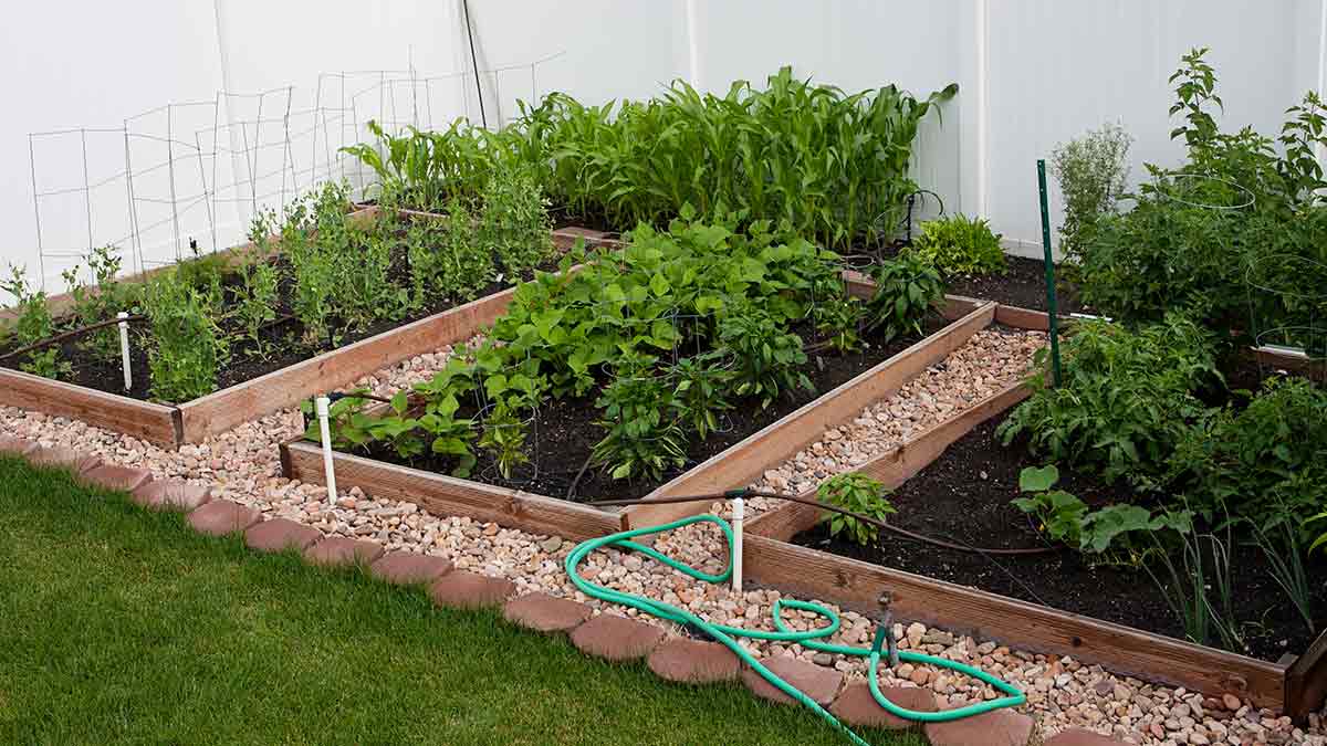 How to Start a Vegetable Garden at Home